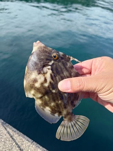 カワハギの釣果