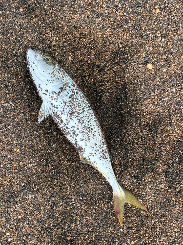 ワカシの釣果