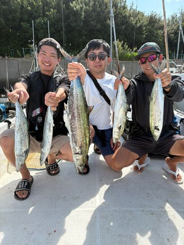 サワラの釣果