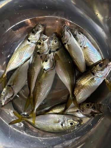 マアジの釣果