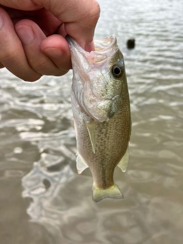 維摩池