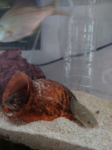 スナガレイの釣果
