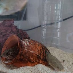 スナガレイ