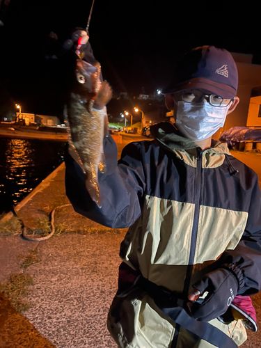 クロソイの釣果