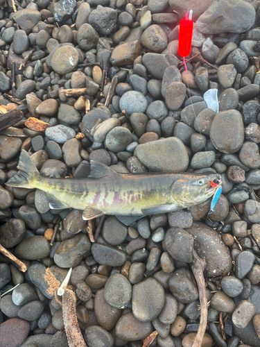 アキアジの釣果