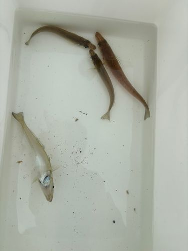 キスの釣果