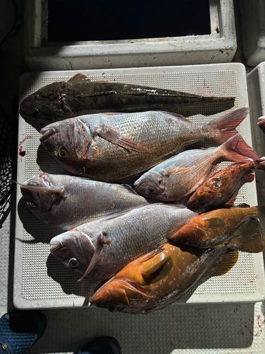 釣果
