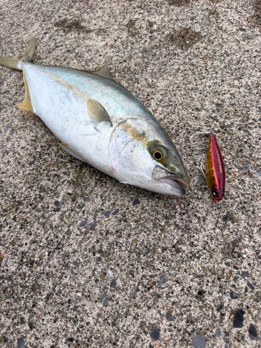 ヒラマサの釣果