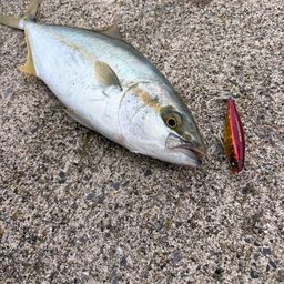 ヒラマサ