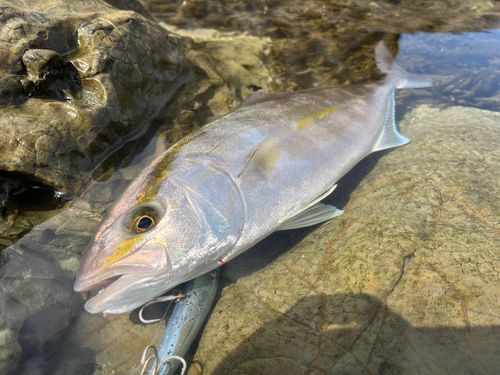 カンパチの釣果