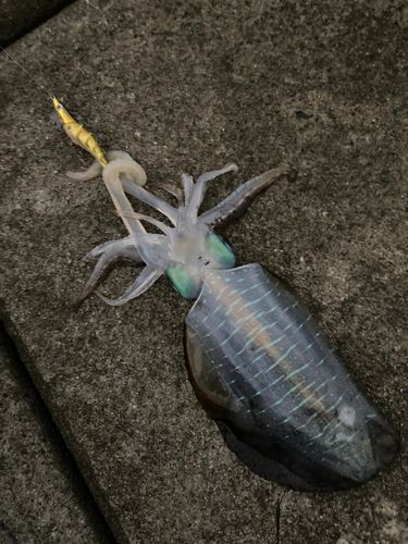 アオリイカの釣果