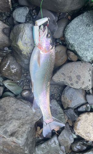 ニジマスの釣果