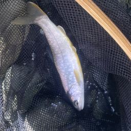 アメマス
