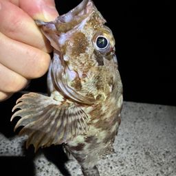 カサゴ