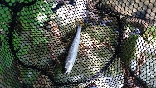ヤマメの釣果