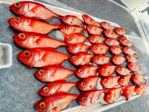 キンメダイの釣果