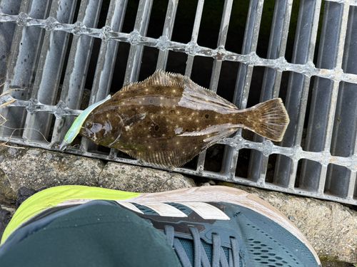 ソゲの釣果