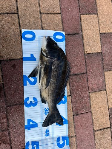 クロダイの釣果
