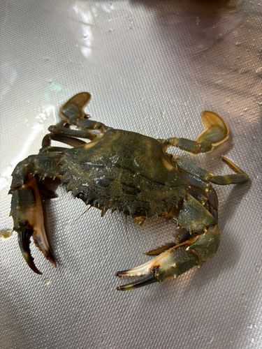 イシガニの釣果