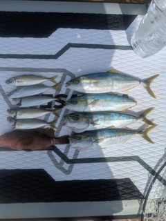 ヤズの釣果