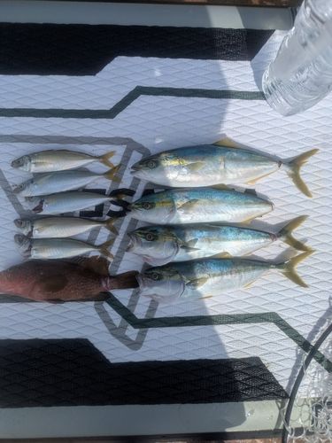 ヤズの釣果