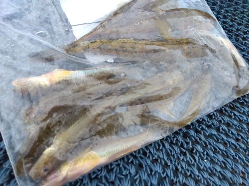 ハゼの釣果