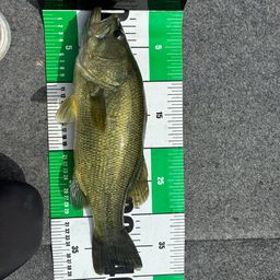 ブラックバス
