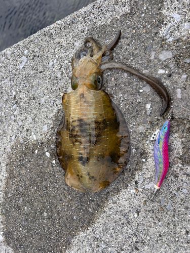アオリイカの釣果