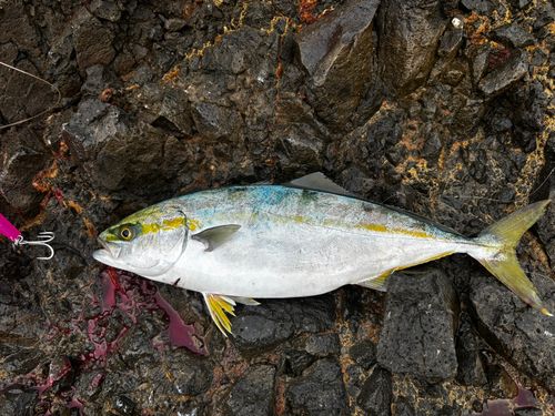フクラギの釣果