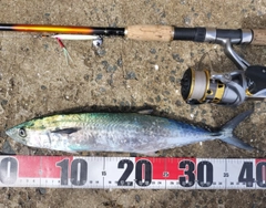 サゴシの釣果