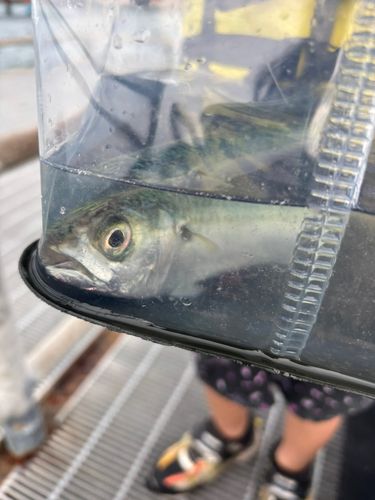 サヨリの釣果