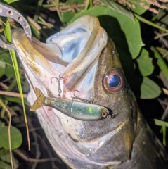 シーバスの釣果