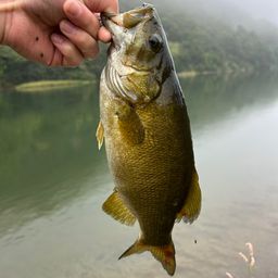 スモールマウスバス