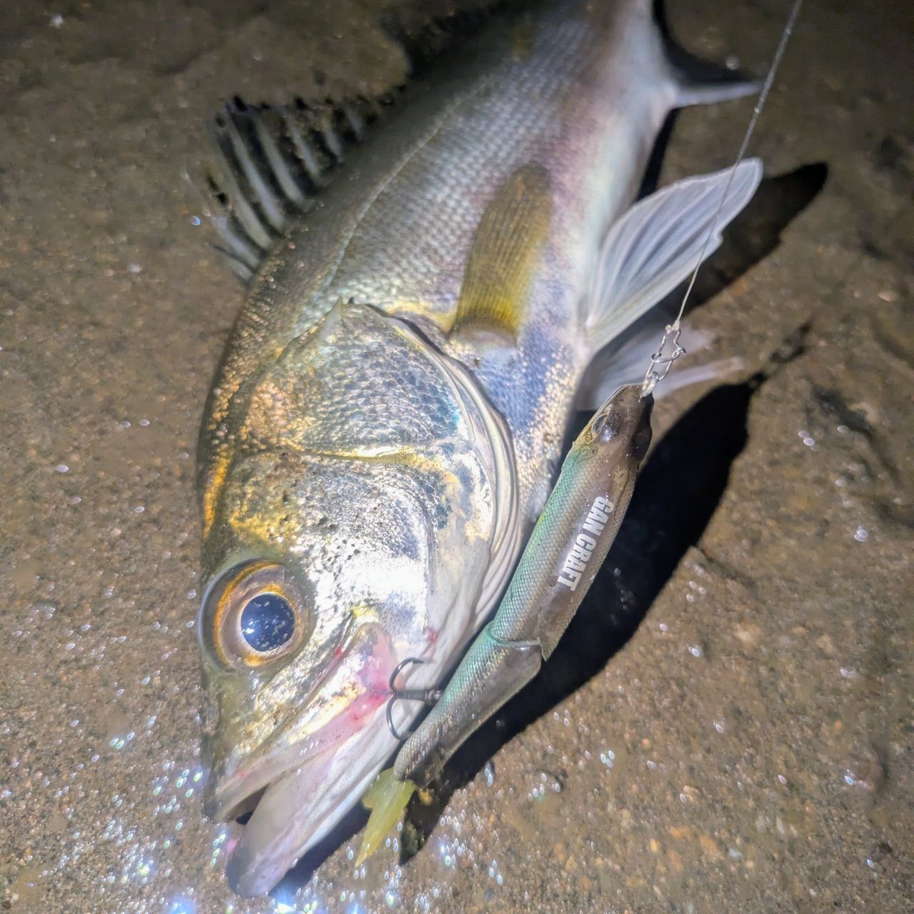 DAIWA 22モバイルパック 646TULの最安値・インプレ・釣果 | 本音