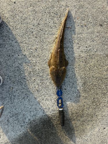 マゴチの釣果