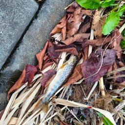 ブラウントラウト