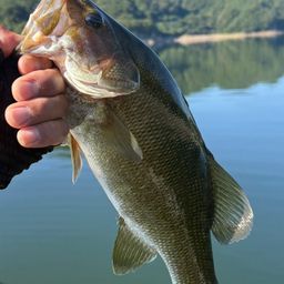 スモールマウスバス