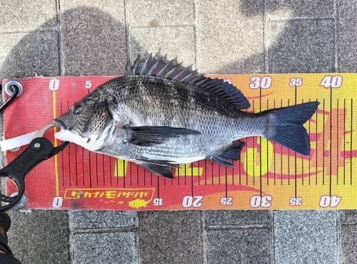 クロダイの釣果