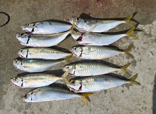 アジの釣果