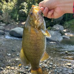 スモールマウスバス