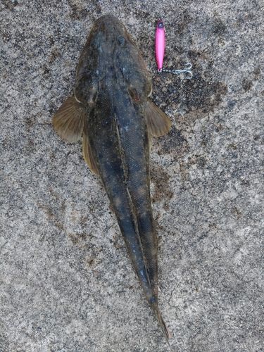 マゴチの釣果