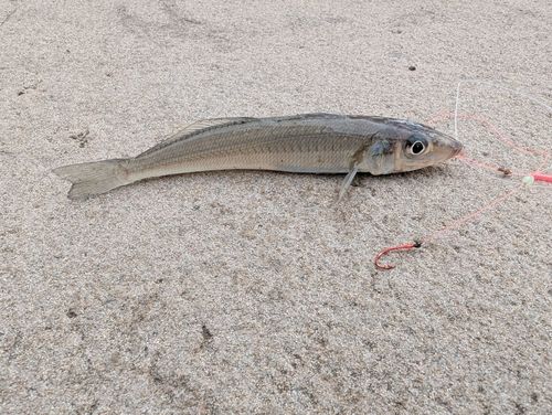 シロギスの釣果