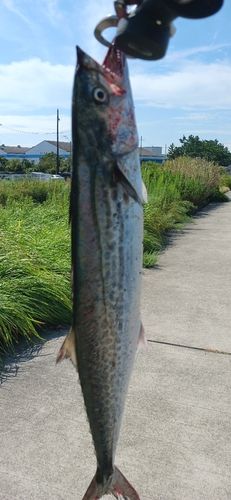 サゴシの釣果