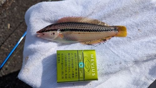 キュウセンの釣果