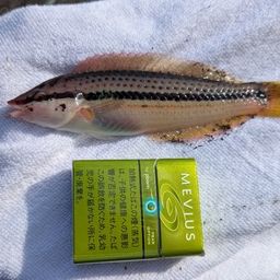 キュウセン
