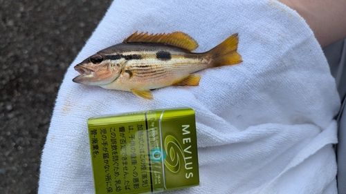 ヨコスジフエダイの釣果