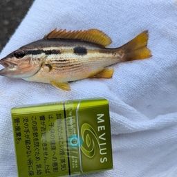 ヨコスジフエダイ