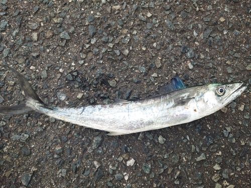 サゴシの釣果