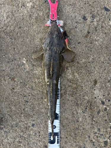 マゴチの釣果