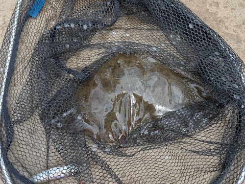 ツバクロエイの釣果